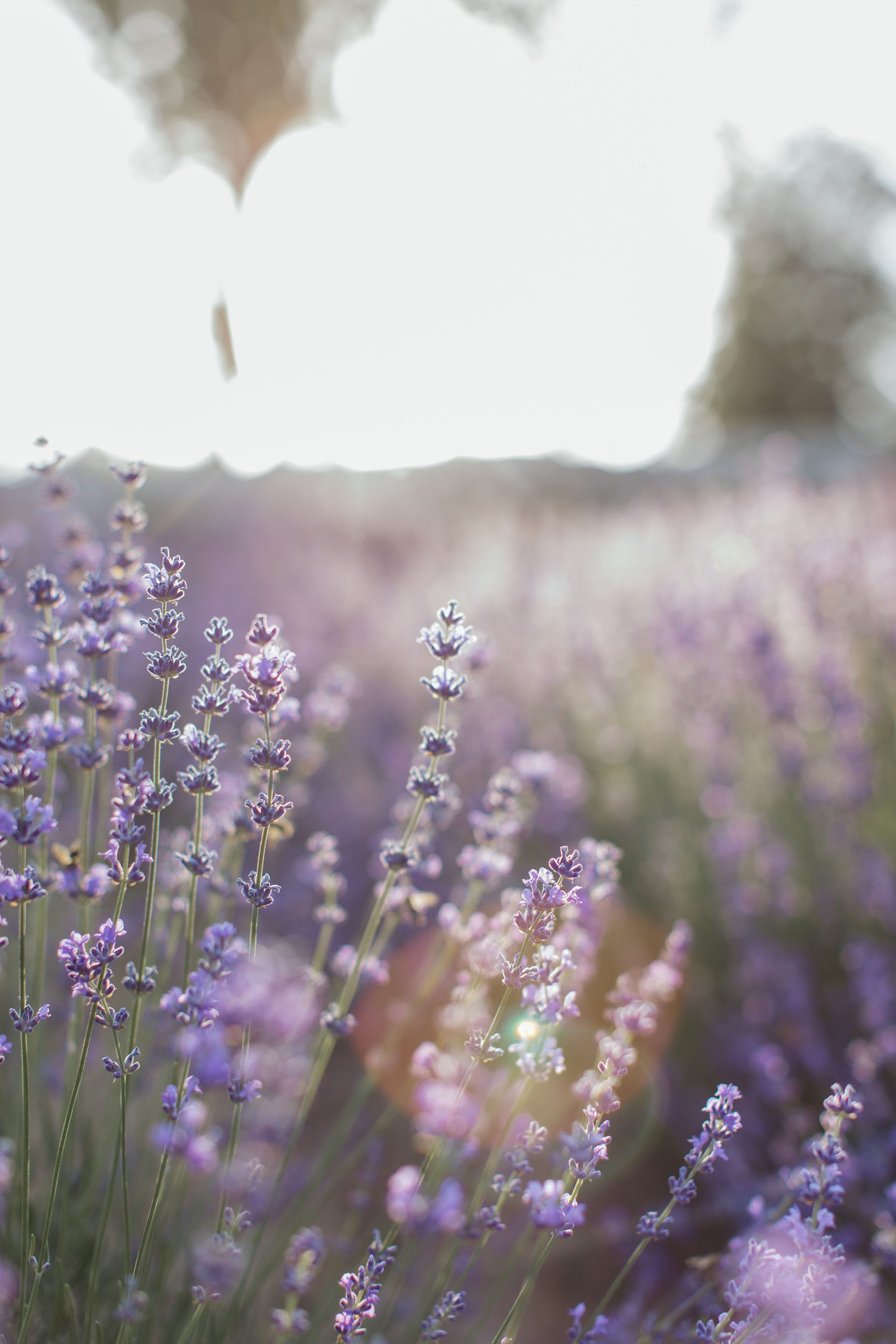 Lavendelblüten